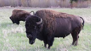 Yellowstone Bison