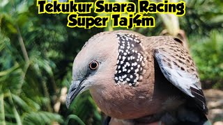 Target Tekukur Suara Racing Super Taj4m, Berhasil dibungkus pikat Siboladda @TEKUKURHIBURAN