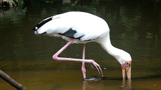 सारस पक्षी तालाब में मछलियां ढूंढ रहा है || Milky Stork Bird Searching Fishes in Pond #storkbird