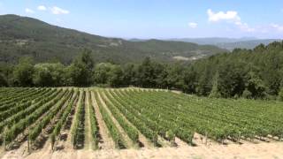 Leonia Pomino Brut: il coraggio di scelte audaci. Castello di Pomino.