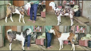 Extreme Quality 😍...Gujri Male Female Goats 🐐.. Available At #PathanFarmHouse...😉