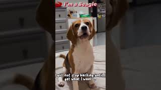 I’m a beagle! Song