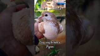 Easiest way to hold  a pigeon |#Shorts