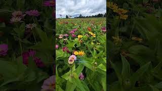 Multiple Gerbera blooming| Đi ngắm vườn hoa đồng tiền đẹp mê hồn| Ontario Farm