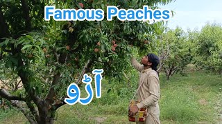 peaches of swat | peach in swat | peaches in swat garden | famous Peaches | chakdara