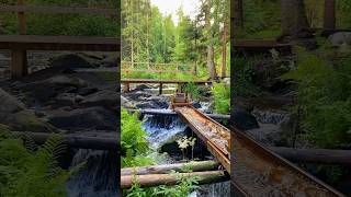 Красота вокруг нас☘️#travel #view #lifestyle #forest #waterfall #shorts #карелия  #traveltips #photo