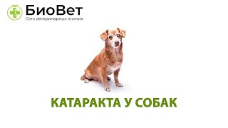 Катаракта у собак