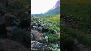 Nomad Iran | Herd grazing in the mountains #shorts #nomad #lifestyle