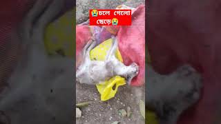 কি কষ্টের মৃত্যু 😭😭#moralstories #sad #song #catlover #accidental #mrbeast @MrBeast@PSGDutta22