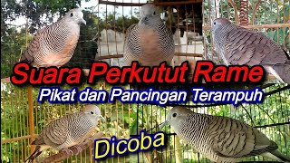 Suara Perkutut RAME Amput buat pikat dan pancingan