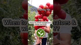 When to water tomatoes & When not to? #shortvideo #plants #youtubeshorts #viralvideo #garden