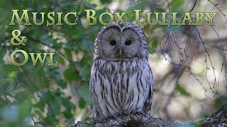 Mother Owl & Peaceful Music Box Lullaby - Mère Hibou  &  Berceuse Paisible d’une Boîte à Musique