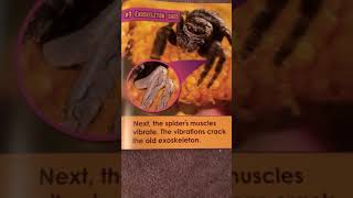 The big book of spider life cycles