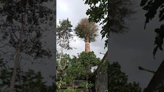 Pohon Beringin Tumbuh Di Atas Bangunan Tua