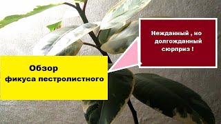 Обзор фикуса пестролистного - нежданный , но долгожданный сюрприз !