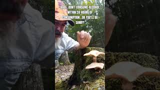 Beee Careful of Honey Mushrooms #wildedibles #mushroom #foraging