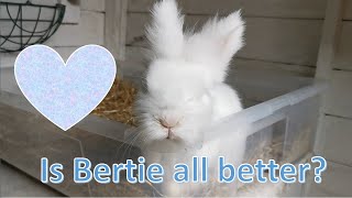 Update on Bertie!