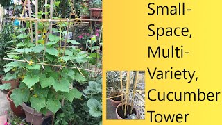 (Video 92) Growing Multi Cucumber Varieties On One Vertical Garden | Compact Cucumber Container