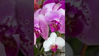 Мої весняні красуні 2024 #орхідеї #багатодітнамама #orchids #spring