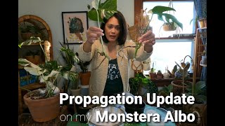 Update On My Variegated Monstera Propagation (Part 3) | Propagation Perlite vs Sphagnum Moss | Ep4