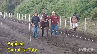 Triunfo De Aquiles Vs Luz Baronesa