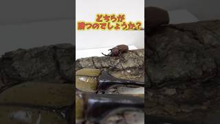 ヘラクレスオオカブト と カブトムシ が対決したら、どちらが勝つのでしょうか？ #日本エンタメ