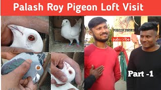 Palash Roy Pigeon Loft Visit || Top quality flying  Madrasi Pigeon ||@princepigeon7678