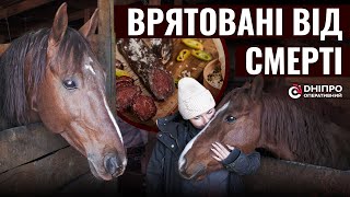 Вирвані з рук м'ясника: історія про коней, які знайшли новий дім