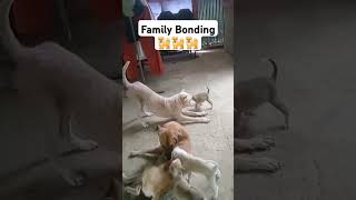 #shortsvideo #shortsviral #shorts #doglover #animallover #aspin