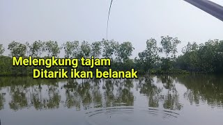 sensasi strike yang memuaskan | mancing ikan belanak | spot limbangan pemalang | umpan terigu