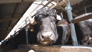 DAIRY FARM  in Moldova