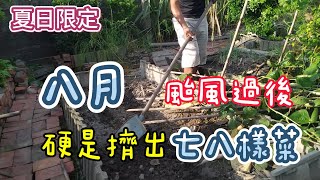 [夏日限定]04_5 短天期葉菜類 味美菜 小白菜 黑芥藍 小青龍克服了天氣過熱現況