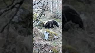 Un oso pasa junto a cazador en batida de jabalíes