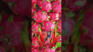 Mother &Son Dragon fruit ❤️😍#shorts #trending #viral