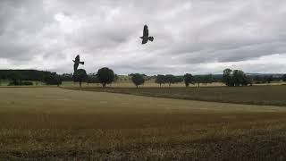 Superb Pigeon shooting over stubble and a few retrieves from Kim the wonder dog.