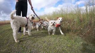 Paseando a los perros