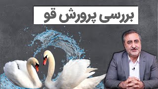 raising swans بررسی پرورش قو