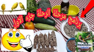 #البرنامج الغذائي# الكناري و الحسون # في (مرحلة الراحة) بعد فترة تغيير الريش بطريقة مبسطة💥 جزء اﻻول💥