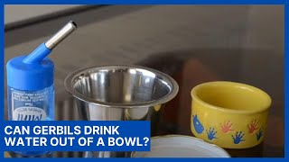 Can Gerbils Drink Water Out Of A Bowl?