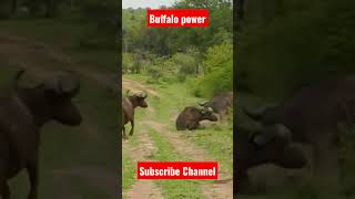 Buffalo 🐃🐃 throws lion 🦁🦁 #youtube #viral #animals #shortsfeed