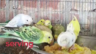 How to making softfood for budgies & softfood eating?