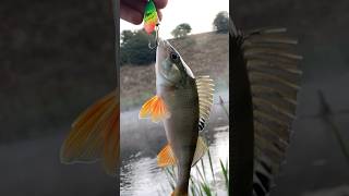 УНИВЕРСАЛЬНАЯ ПРИМАНКА 🔥🔥 ОСЕНЬ 🍂 РЫБА 🐟 РЫБАЛКА 🎣 ПРИРОДА 🍁#рекомендации #рыбалка #shorts