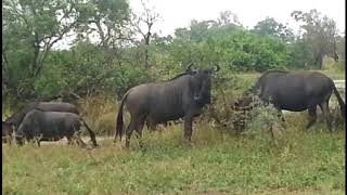 Wildebeest playing in rain in Kruger