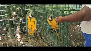 A day at Marizayra Santuary Experience, Barbados/Zoo.