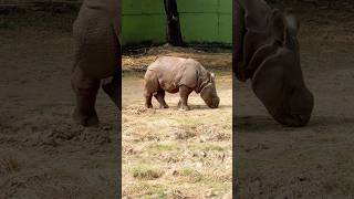 Rhino #shorts | Rhinoceros Baby #rhino #rhinoceros #baby #shortvideo