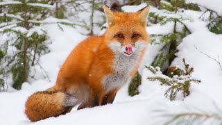 Лиса зимой.fox in winter