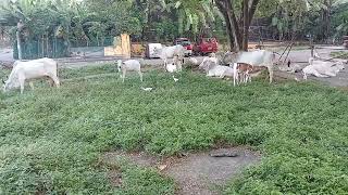 Mga baka at may Kaibigan na apat na ibon #cow #migratorybirds #birds #youtube