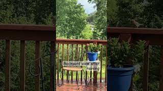 Watching the backyard views after a heavy rainstorm!#gardenbeauty#gardenvibes #birds #music #evening