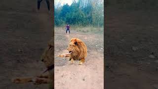 open lion 🦁 attack catching jungle VFX funny 😱 my village #shorts#animals #wildlife #viral #lion😱