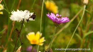 Flowerbed Meadows for Pollinators